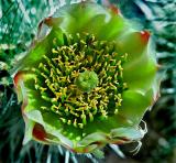Cactus flower and spider