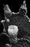 Prickly pear cactus flower