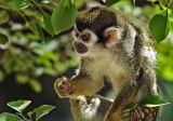 Squirrel Monkey