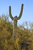 The Nixon saguaro