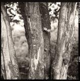 Roll 26: Tree trunks
