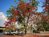 Orange Tree by the Kan Train Station.