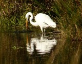 Great Egret