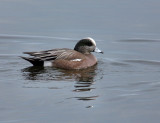 American Wigeon male