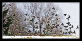 11.03.09 -  Flock of Starlings
