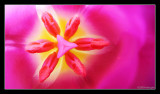 23.03.09 -Tulip-Star