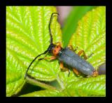 Cantharis rustica 2 Weichkaefer