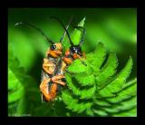 Cantharis rustica Weichkaefer 1