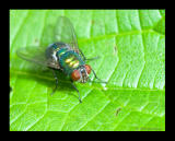 Lucilia caesar Goldfliege