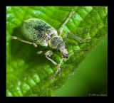 Phyllobius pomaceus Ruesselksefer 2