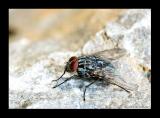 Sarcophaga carnaria Graue Fleischfliege 1