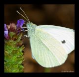 Weissling (Pieridae)