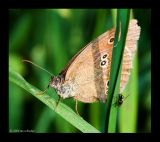 Bläuling (Lyaenidae) 1