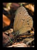 Bläuling (Lyaenidae) 2
