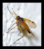 Fliege