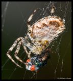 Araneus diadematus mit Beute 3