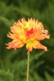 Fire flower