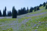 Flowered meadow