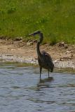 Heron With Lunch