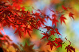 Red japanese maple