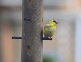 Goldfinch in his spring colours