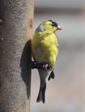 Another Goldfinch