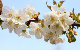 Cherry Blossom
