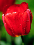 Tulip