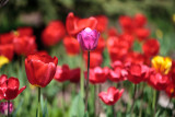 More tulips