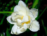 Daffodil