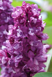 20090519-_MG_1285.jpg