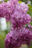 20090519-_MG_1292.jpg