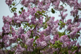 20090519-_MG_1307.jpg