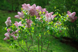 20090519-_MG_1313.jpg