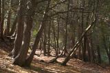 Fangorn Forest