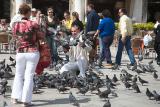 Pigeons with their performing people