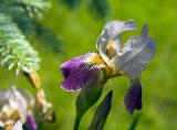 Iris