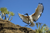 Sacred ibis