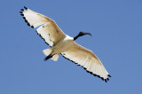 Sacred ibis