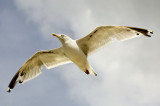 Seagull 2.jpg