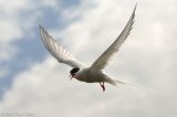 Arctic tern