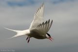 Arctic tern