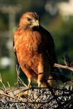 IMG_1920cropeditir.jpg
