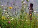 IMG_0785cropeditir.jpg