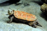 Black -breasted  Leaf  Turtle