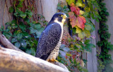  Peregrine  Falcon