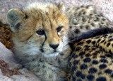 Baby  Cheetah  Cub