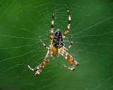 Garden  Spider