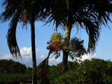 Palmtree in my garden