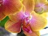 orchid 3